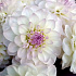 Букет цветов Георгины Эвелин - Фото 4