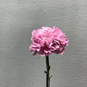 Цветок Dianthus нежно розовый
