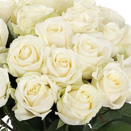 Букет 25 белых роз 60 см - Фото 5