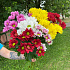 Хризантема кустовая разноцветная 7 - Фото 1