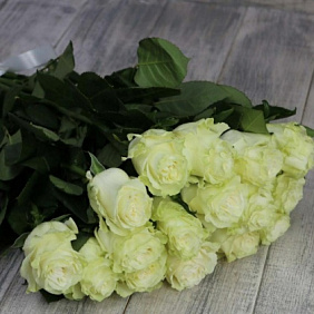 Роза Эквадор Мондиаль 15 штук