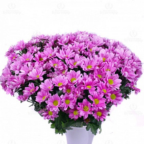 Фиолетовые хризантемы "Вельвет"