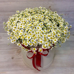 Коробки с цветами. Ромашки. N54