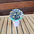 Букет цветов Лавандовый комплимент - Фото 1