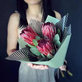 Протея африканской