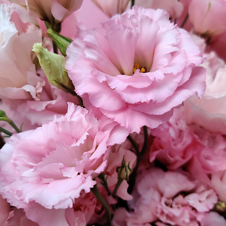 Букет из эустомы  Гигант - Фото 6