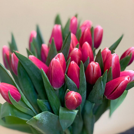 Тюльпаны для любимой - Фото 5