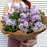 Букет цветов Сирень и писташ - Фото 1