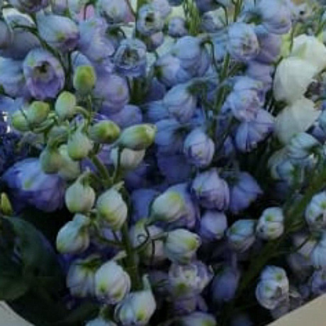 Букет цветов Голубой шифон - Фото 2