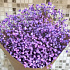 Букет фиолетовой гипсофилы - Фото 3