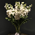 Букет цветов Ароматная матиола - Фото 3