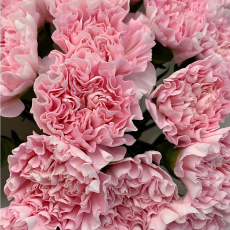 Букет цветов Розовая гвоздика - Фото 2