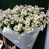 Букет Ромашковая полянка №160 - Фото 1