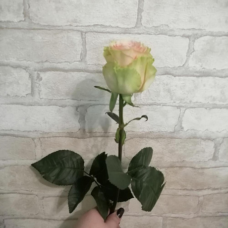 Роза Frutteto 1шт 70см - Фото 2