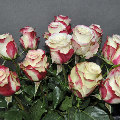 Розы Sweetnes ( Свитнес) 60 см. 15 шт - Фото 2