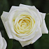 51 белая роза в корзине (Голландия) - Фото 4