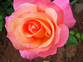 Букет 21 персиково-розовая роза 40см