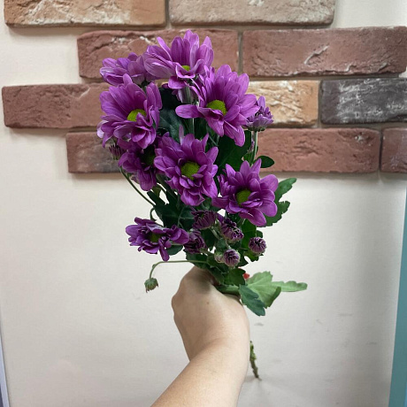 Хризантема кустовая фиолет - Фото 2