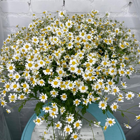 25 танацетума - Фото 3