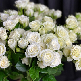 Розы кустовые №162