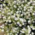 Букет цветов Ландыши - Фото 2
