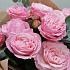 Нежный букет из пионовидных роз - Фото 3