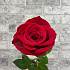 Роза VIP Premium Колумбия 40 см - Фото 6