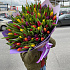 Тюльпан разноцветные - Фото 2