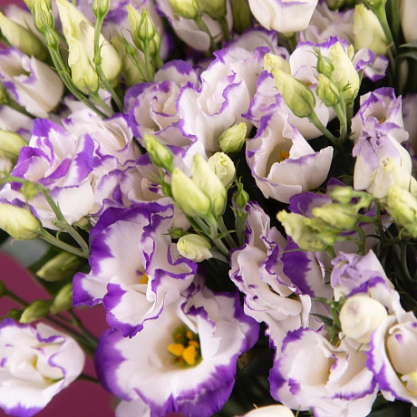 Букет из 19 двухцветных эустом - Фото 3