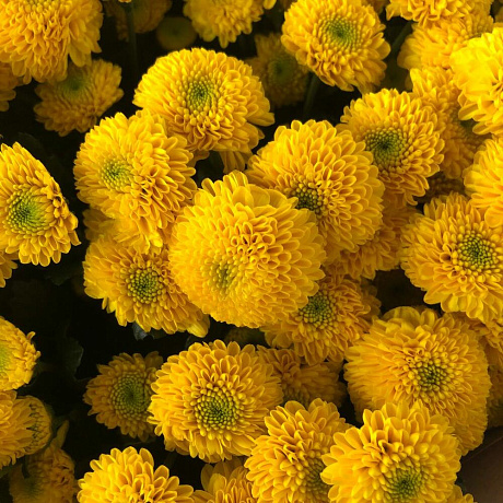 Букет цветов Помпон Еллоу - Фото 4