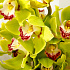 Букет из лимонной орхидеи Тропиканка - Фото 3