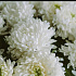 Букет цветов Белые шары - Фото 3