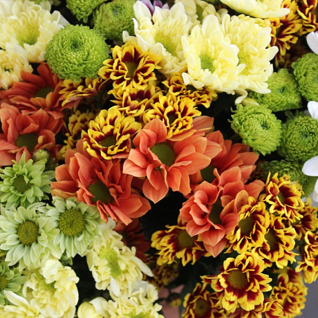 Букет из 35 разноцветных хризантем - Фото 6