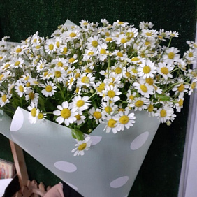 Букет "Ромашковая полянка" №160