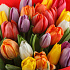 Букет из тюльпанов Пора любви (макси) №160 - Фото 3