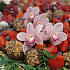 Корзина с ягодами, орхидеями и клубникой в шоколаде - Фото 2