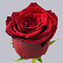 Роза Exsplorer - Фото 5
