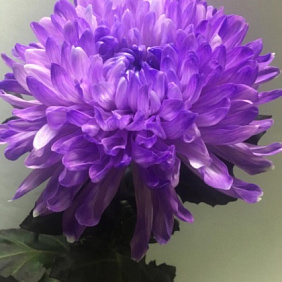 Хризантема одноголовая фиолетовая