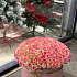 Цветы в коробке 201 Эквадорская Роза - Фото 4