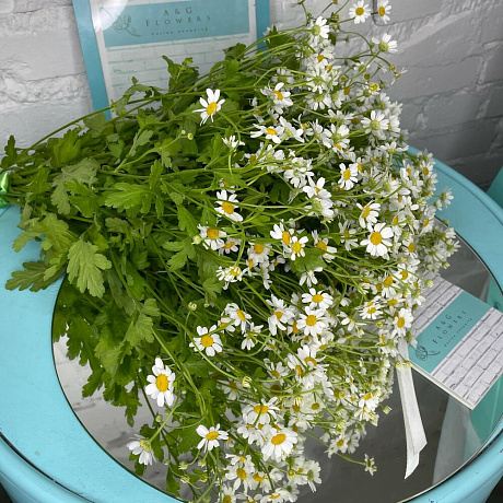 15 танацетума - Фото 2