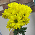 Хризантема кустовая желтая - Фото 1