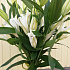 Букет цветов Лилиан №165 - Фото 3