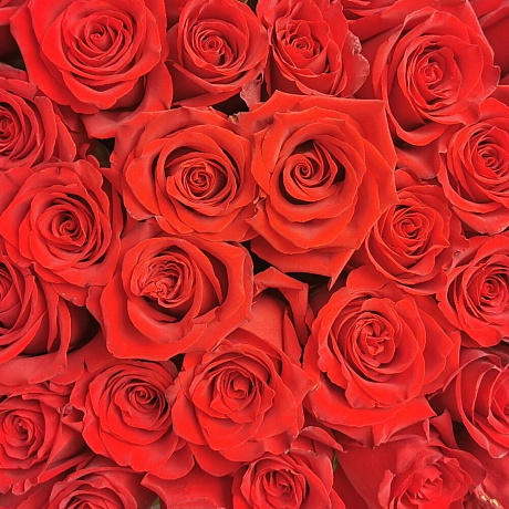Букет из 25 красных голландских роз Эксплорер - Фото 5