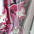 Букеты цветов Ветка орхидеи №160 - Фото 5