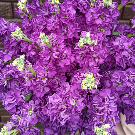 Букет из глубоко пурпурной маттиолы - Фото 5