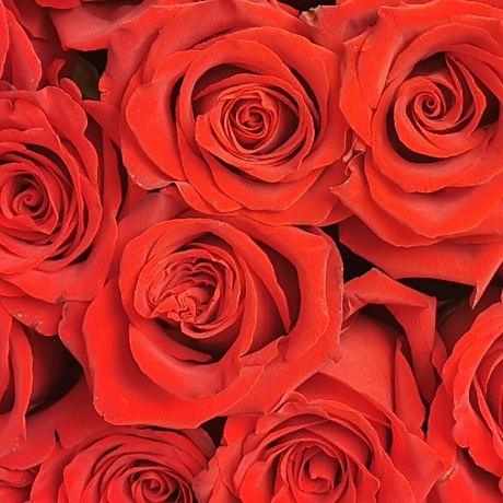 Букет из 15 красных роз Эксплорер - Фото 4