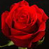 Эквадорская роза 15 шт №165 - Фото 2