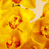 Букет из желтой орхидеи Тропиканка - Фото 3
