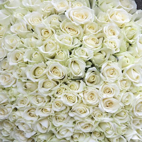 151 белая роза №160 - Фото 5