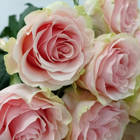 Нежно-розовые пионовидные розы - Фото 3